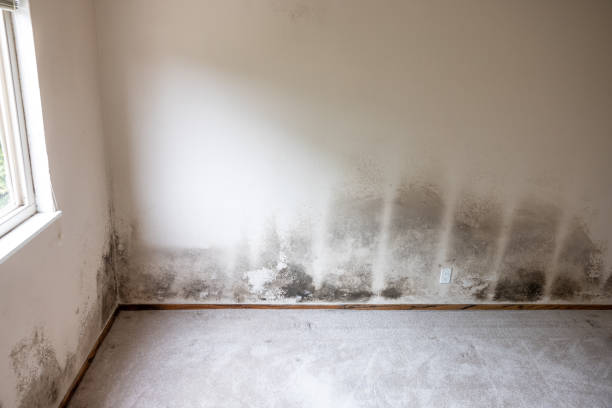 Best Comprehensive Air Testing for Mold Contaminants  in Brooklyn, IN