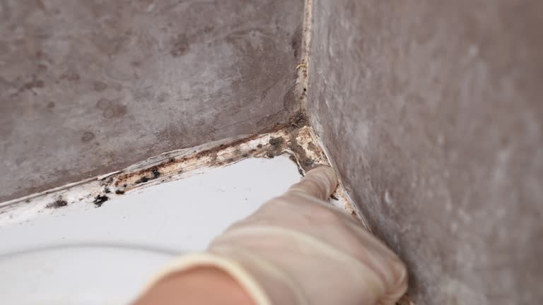 Best Mold Damage Restoration  in Brooklyn, IN